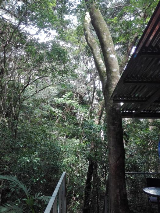 the green tree lodge