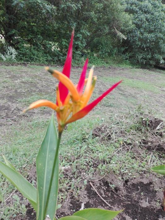 the green tree lodge