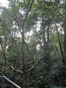 the green tree lodge