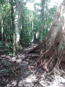 the green tree lodge