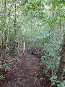 the green tree lodge