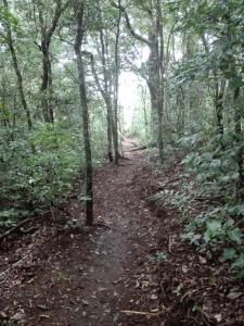 the green tree lodge