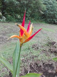 the green tree lodge