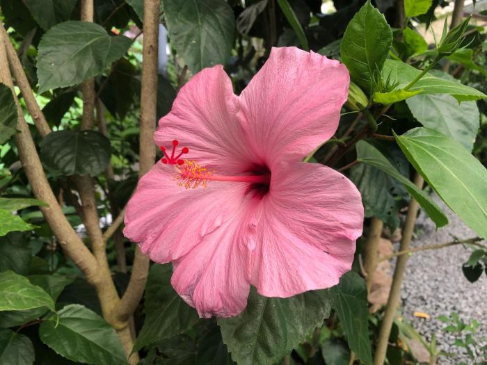 miraflores boutique hotel