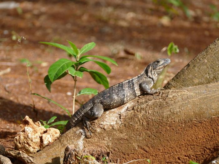 miraflores boutique hotel