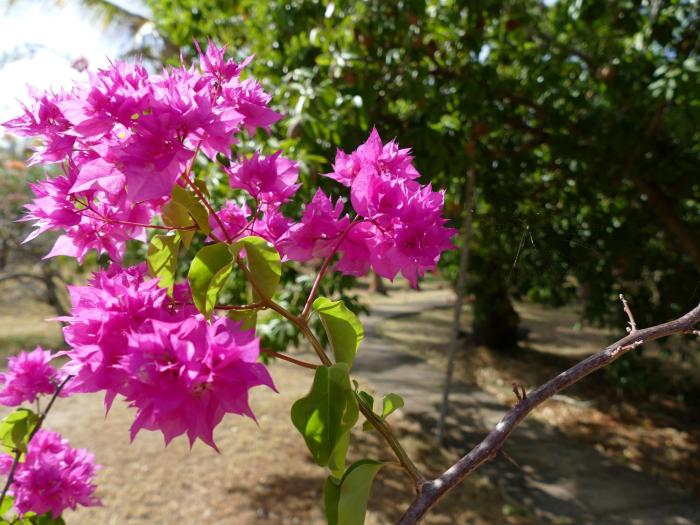 miraflores boutique hotel