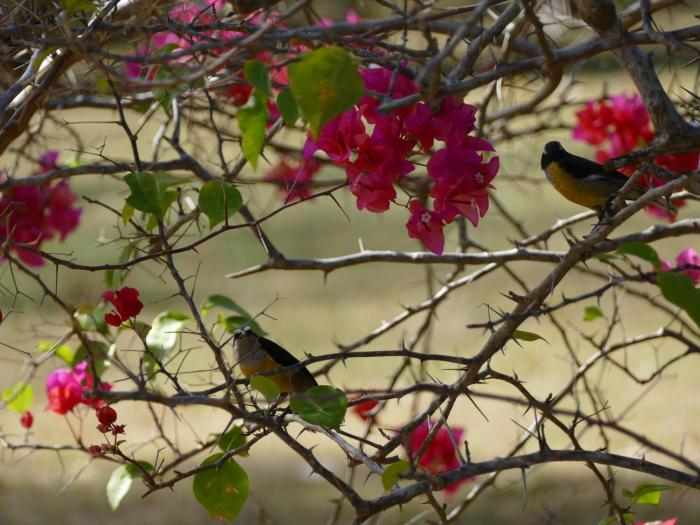 miraflores boutique hotel