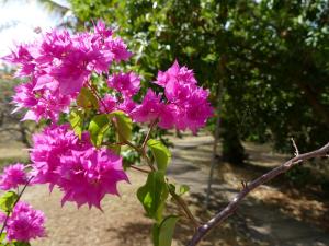 miraflores boutique hotel