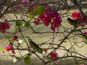 miraflores boutique hotel