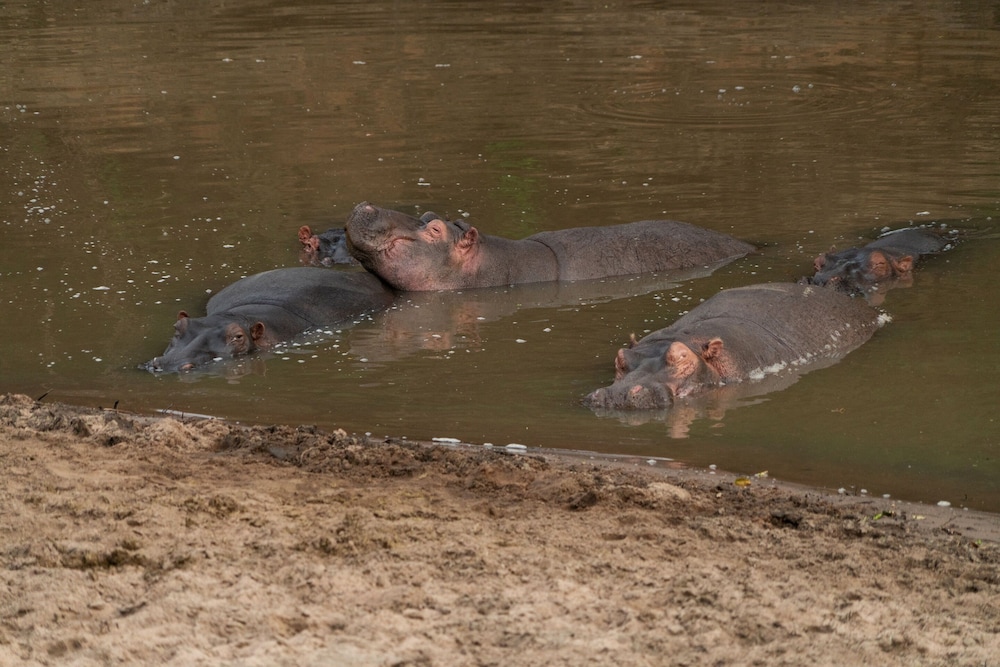 olengoti safari camp east africa camps