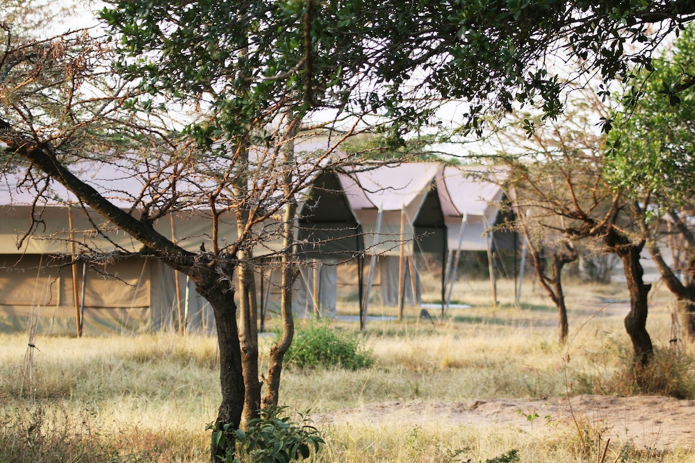 olengoti safari camp east africa camps