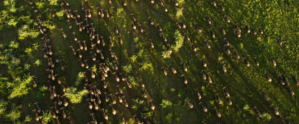 simba and oryx nature camp