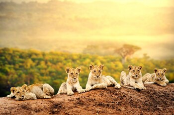 simba and oryx nature camp