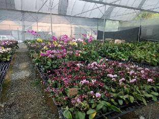 Puncak Inn Fraser's Hill,,1 star