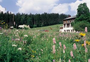 baerenstein