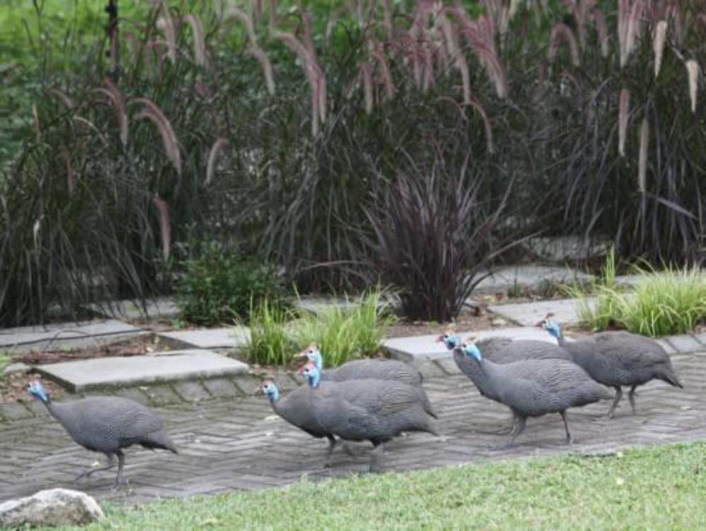 birds babble self catering guest house