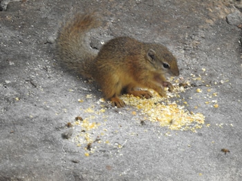 birds babble self catering guest house