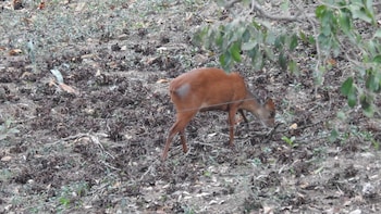 birds babble self catering guest house