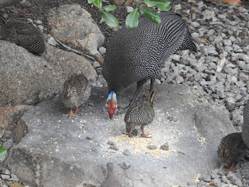 birds babble self catering guest house