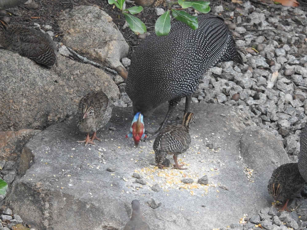 birds babble self catering guest house