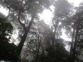 green herbal ayurvedic eco lodge