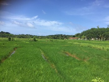green herbal ayurvedic eco lodge