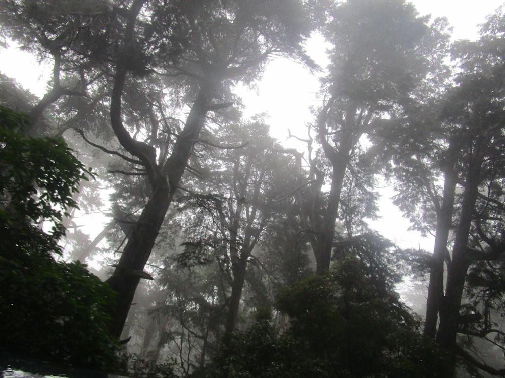 green herbal ayurvedic eco lodge