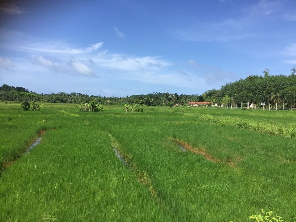 green herbal ayurvedic eco lodge