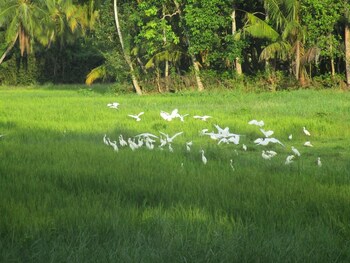 green herbal ayurvedic eco lodge