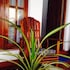 manik home stay