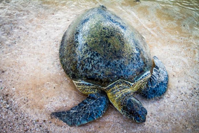 lazy koala hostel adults only