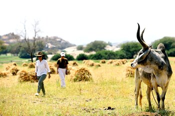 amritara jawai resort