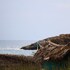 thiruvananthapuram