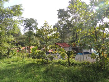 jungle nest homestay