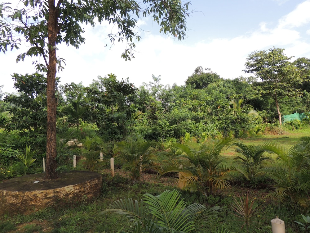 jungle nest homestay