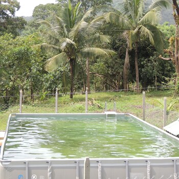 jungle nest homestay