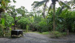 arenal xilopalo
