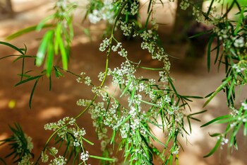 flora and fauna mirissa