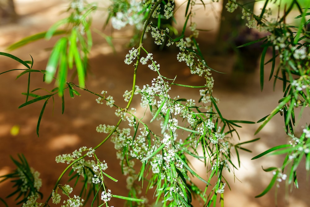 flora and fauna mirissa