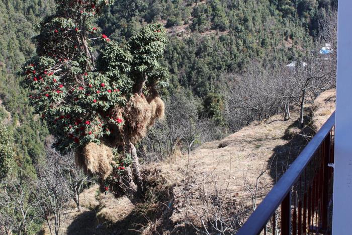 dhanaulti groove garden