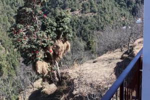 dhanaulti groove garden