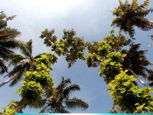 green garden ayurvedic resort