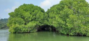 green garden ayurvedic resort