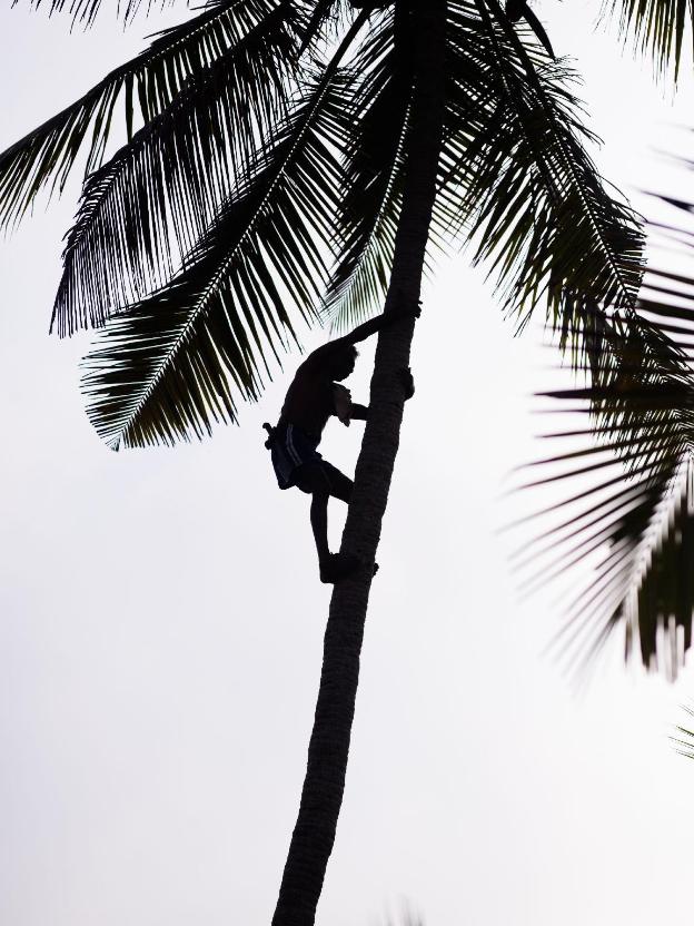 palm grove beach resort