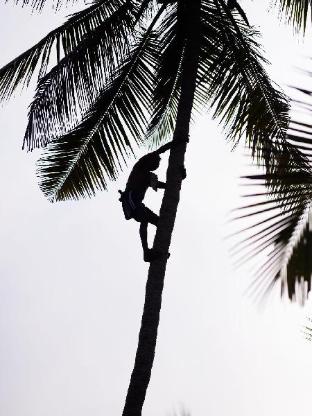 palm grove beach resort