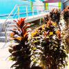 white coral beach resort