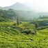 logan camp ooty