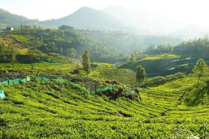 logan camp ooty