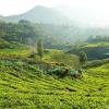 logan camp ooty