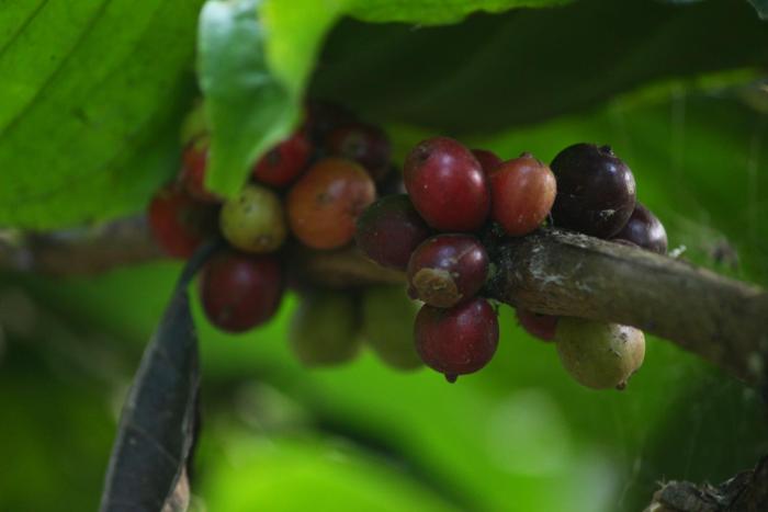 coffee and pepper plantation homestay